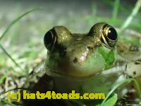 /home//u458753944/public_html/sourcegallery///Frogs/Mixed frogs/P7170996.JPG